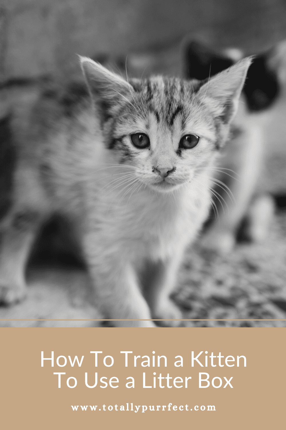 Our guide to kitten litter box training