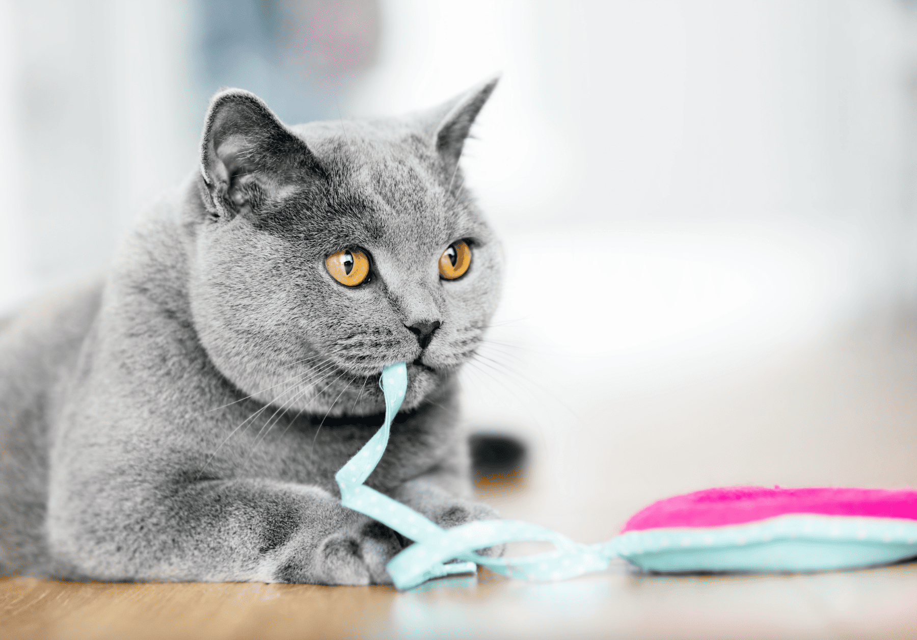 The 10 Best Cat Toys to Play Alone